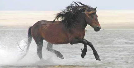 Лошадь породы Сэйбл айленд  в воде, фото