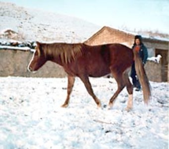 Лошадь породы йили, фото