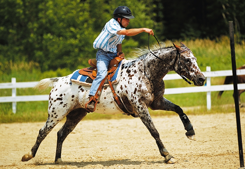 Лошадь породы колорадо рейнджер с наездником, фото