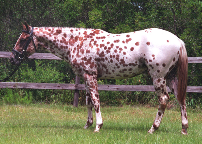 Лошадь породы колорадо рейнджер, фото