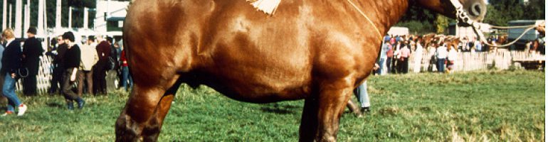 Лошади породы Комтуа (комтойская тяжелоупряжная)