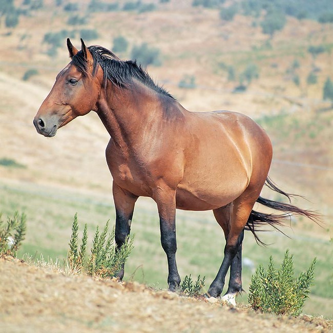 Лошадь породы мареммано, фото