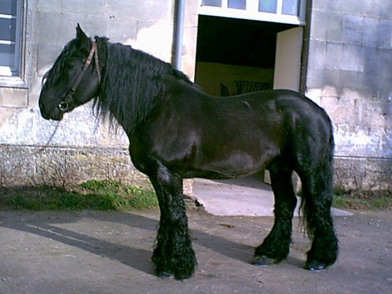 Лошадь породы пойтеве (муласье), фото
