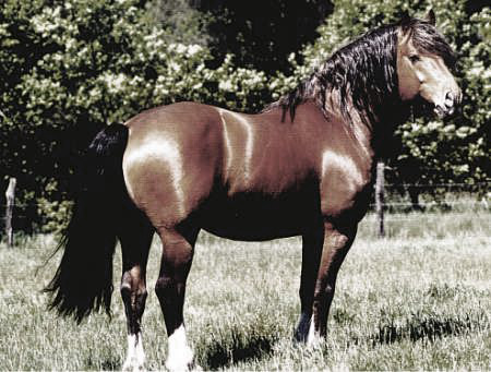 Лошадь породы фрайбергер на лугу, фото