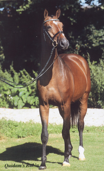 Лошадь породы фуриозо-норт стар, фото