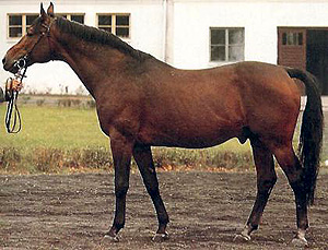 Малопольская лошадь в узде, фото