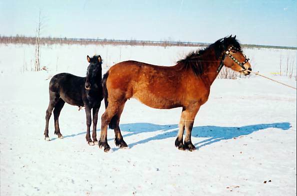 Мезенская порода лошадей, фото