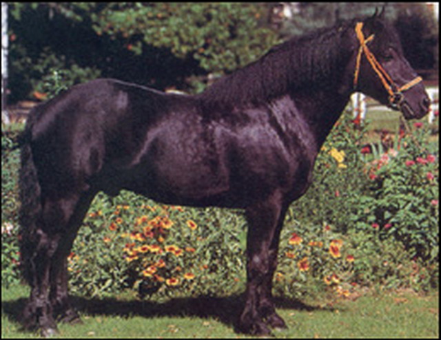 Меренская лошадь, фото