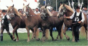 Немецкие тяжелоупряжные лошади, фото