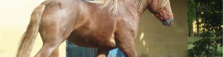 Новоалександровская тяжеловозная порода лошадей