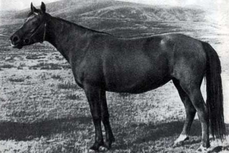 Новокиргизская лошадь, фото