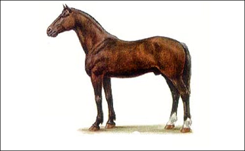Новокиргизская порода лошади, фото