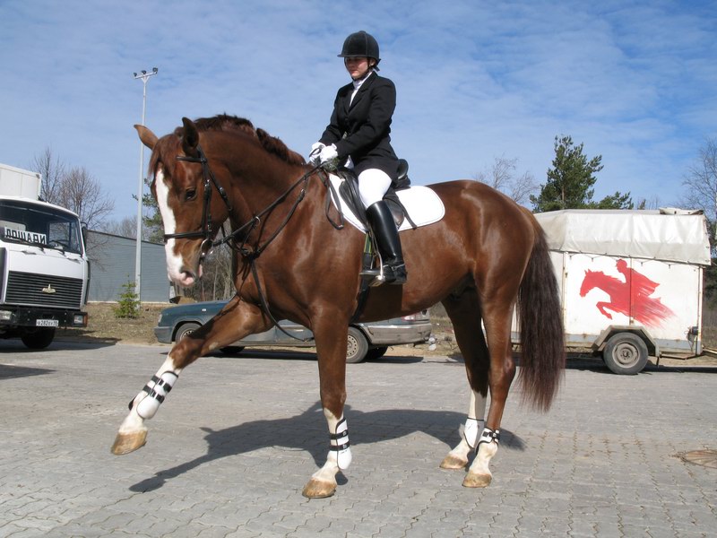 Ольденбургская лошадь с наездником, фото