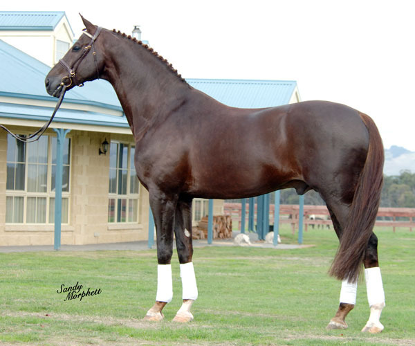 Ольденбургская лошадь, фото