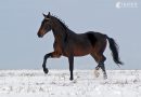 Орловский рысак — породы лошади