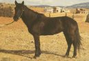 Пиндос или тесальская лошадь
