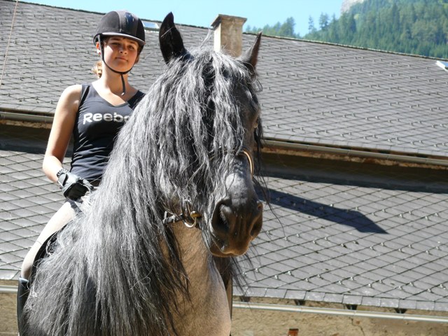 Пинцгауская лошадь с наездницей, фото