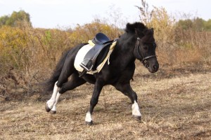 Настоящий коневод скорее подбирает лошадей с однотипным строением спины.