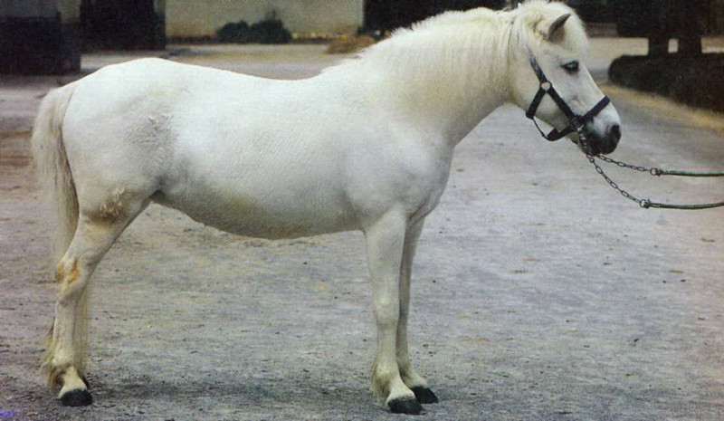 Порода пони китайская гуоксия, фото