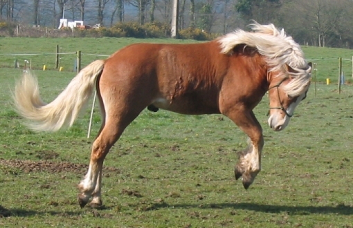 Прыгающая Гафлингерская лошадь (гафлингер), фото