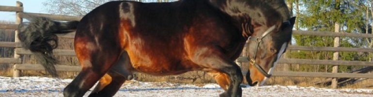 Владимирский тяжеловоз — порода лошади