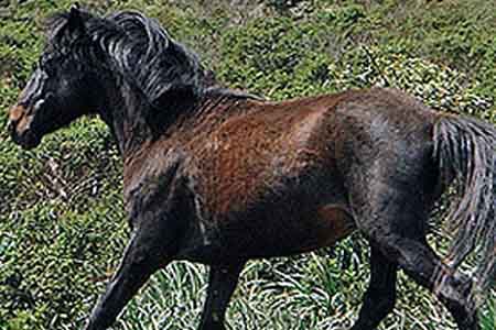Сардинский пони, фото
