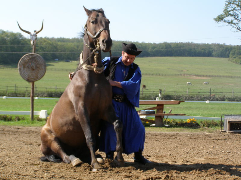 Венгерская теплокровная лошадь, фото
