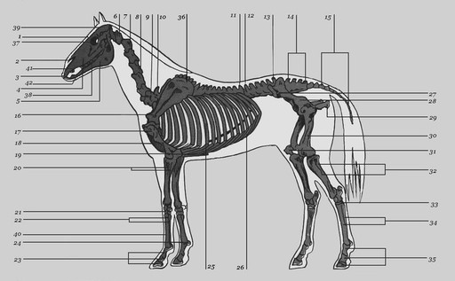 Скелет лошади, фото