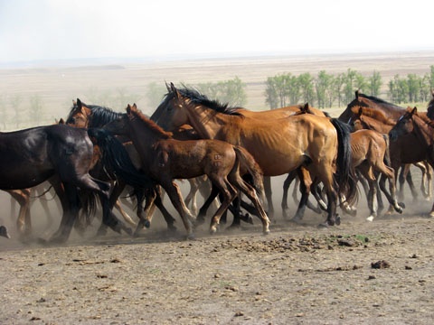 Табун Кушумских лошадей, фото