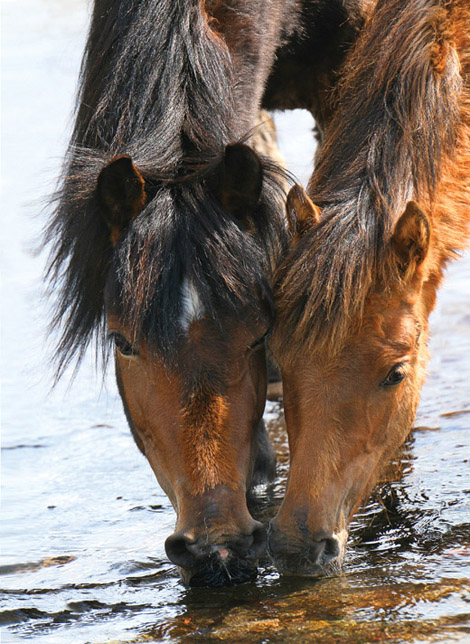 Тавдинские лошади на водопое, фото