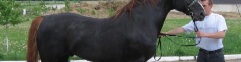 Торийская порода лошадей (торик, тори)
