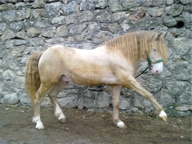 Торийская порода лошадей, фото