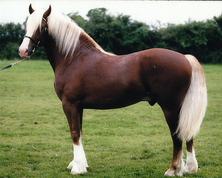 Уэльский горный пони, фото