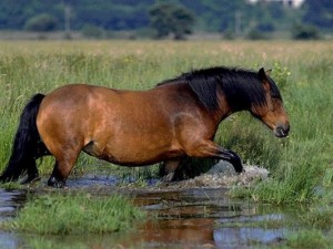 Хайленд пони в воде, фото