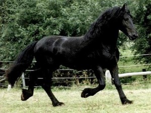 Черная Голландская упряжная (ломовая) лошадь, фото