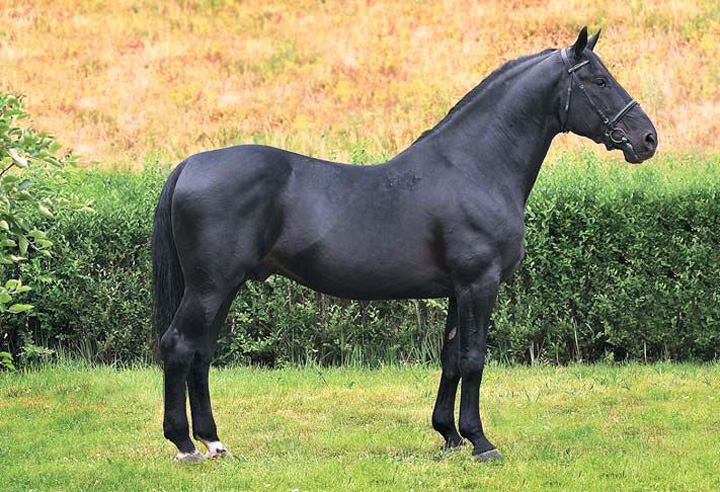 Черная лошадь породы нониус, фото