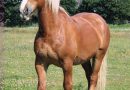 Шлезвингская порода лошадей (Schleswiger)