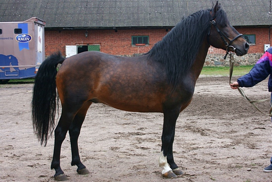 Эстонская лошадь, фото