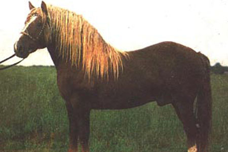 Южно-германская (немецкая) тяжелоупряжная лошадь, фото