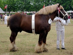 Ютландская лошадь (датский тяжеловоз), фото