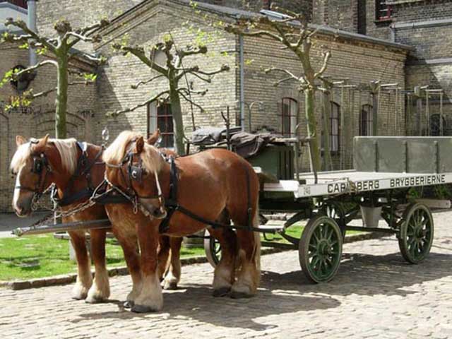 Ютландская лошадь (датский тяжеловоз) в упряжке, фото