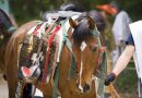 Японские аборигенные лошади