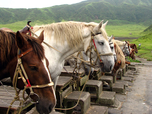 Японские аборигенные лошади, фото