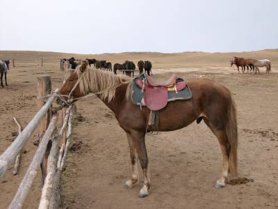 В случае пребывания всадника на спине лошади без седла, вес, что обременяет животного, приходится на седалищные кости