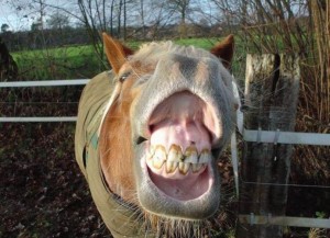 Лучшие способы, чтобы научить лошадь улыбаться