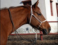 Как сделать уздечку для лошади без лишних затрат и долгих усилий?