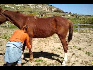 Как научить лошадь давать “лапу”