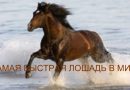 Физические параметры самой быстрой и выносливой лошади в мире