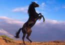 Интересные факты о самой высокой лошади в мире