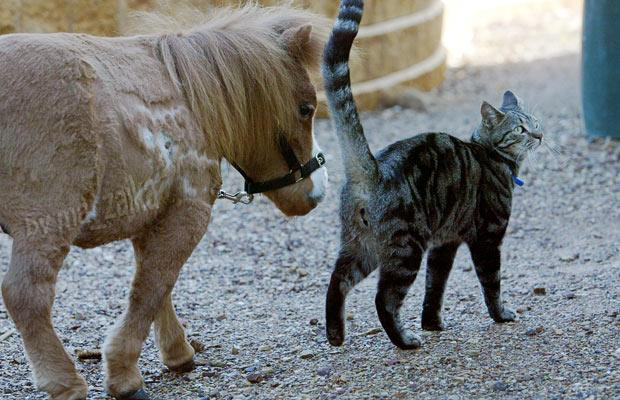 Самая маленькая лошадь в мире – Тамбелина. Самые маленькие породы лошадей: описание, размеры